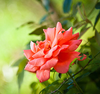 ddos攻击在哪能买到